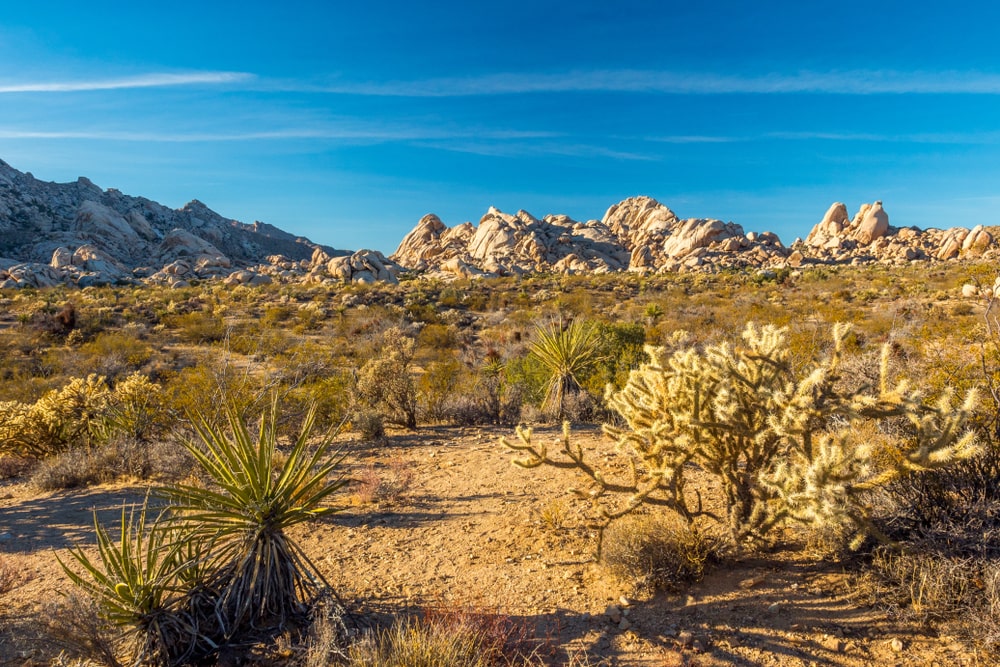 Mojave Desert landscape