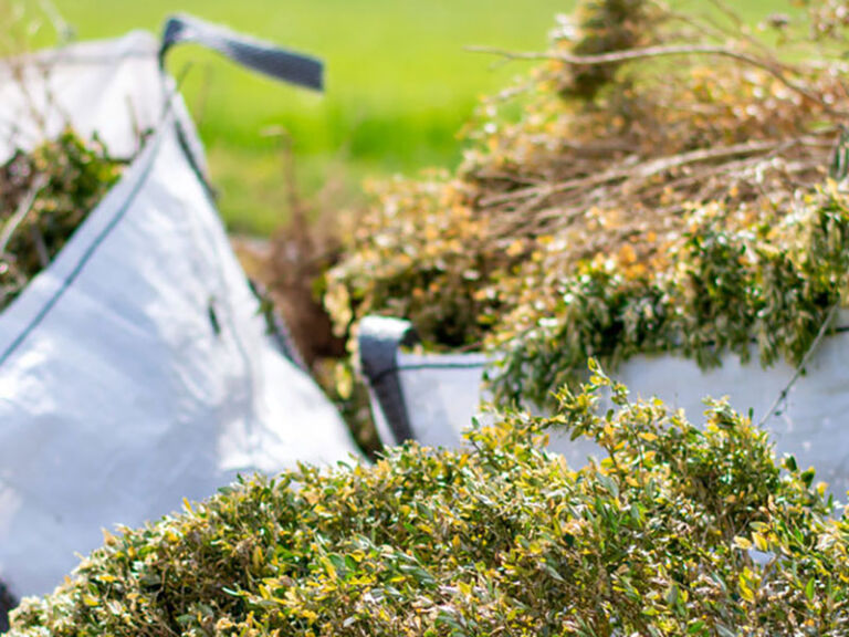 Cut yard waste bagged for collection